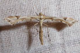 Attēlu rezultāti vaicājumam “Platyptilia gonodactyla”