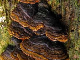 Attēlu rezultāti vaicājumam “Hymenochaete rubiginosa”