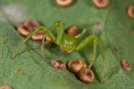 Attēlu rezultāti vaicājumam “Diaea dorsata”