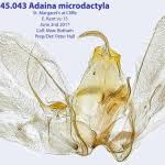 Attēlu rezultāti vaicājumam “Adaina microdactyla”