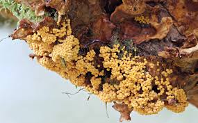 Attēlu rezultāti vaicājumam “Badhamia utricularis young”