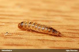 Attēlu rezultāti vaicājumam “Attagenus smirnovi”