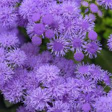 Image result for Ageratum mexicanum