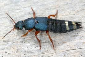 Attēlu rezultāti vaicājumam “Platydracus fulvipes”