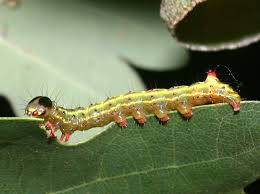 Attēlu rezultāti vaicājumam “Ptilodon capucina imago”