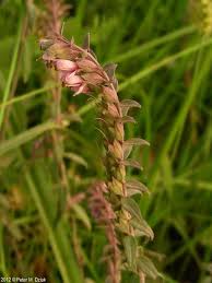 Attēlu rezultāti vaicājumam “Odontites vulgaris flower”