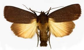 Attēlu rezultāti vaicājumam “Amphipyra livida”