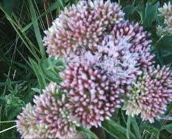 Image result for Eupatorium cannabinum