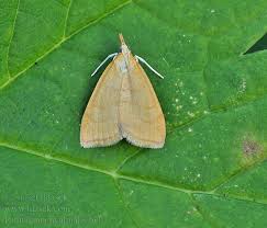 Attēlu rezultāti vaicājumam “Paratalanta hyalinalis”