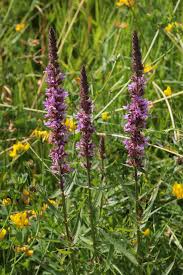 Image result for Blutweiderich