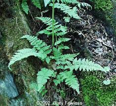 Attēlu rezultāti vaicājumam “Cystopteris fragilis”