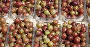 Attēlu rezultāti vaicājumam “Ribes uva-crispa fruit”