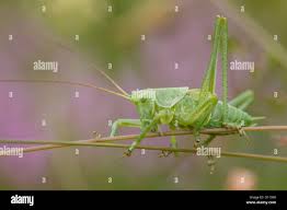 Attēlu rezultāti vaicājumam “Tettigonia viridissima”