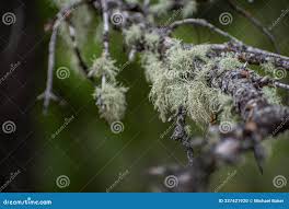 Attēlu rezultāti vaicājumam “Usnea filipendula”