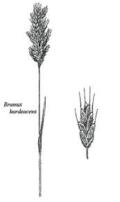 Attēlu rezultāti vaicājumam “Bromus hordeaceus subsp. hordaceus fruit”