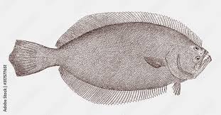 Image result for Paralichthys dentatus