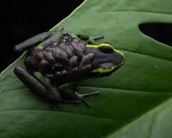 Attēlu rezultāti vaicājumam “Epirhoe tristata”