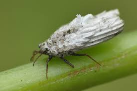 Attēlu rezultāti vaicājumam “Orthezia urticae”