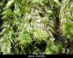 Attēlu rezultāti vaicājumam “Pseudotaxiphyllum elegans macro”