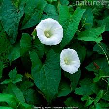 Attēlu rezultāti vaicājumam “Calystegia sepium leaf”