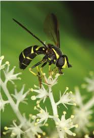 Attēlu rezultāti vaicājumam “Syrphidae”