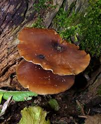 Attēlu rezultāti vaicājumam “Polyporus badius”