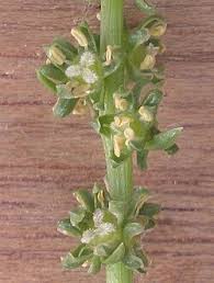 Image result for Beta vulgaris