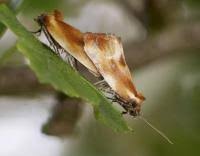 Attēlu rezultāti vaicājumam “Eulia ministrana”