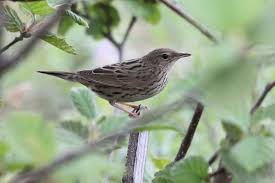 Image result for Locustella lanceolata