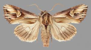 Attēlu rezultāti vaicājumam “Actinotia polyodon”