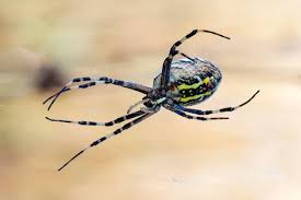 Attēlu rezultāti vaicājumam “Argiope bruennichi”