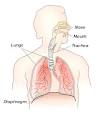 Thoracic <b>diaphragm</b>