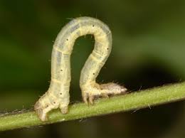 Attēlu rezultāti vaicājumam “Horisme vitalbata”