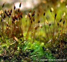 Attēlu rezultāti vaicājumam “Campylium stellatum sporophyte”