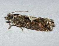 Attēlu rezultāti vaicājumam “Epinotia immundana”