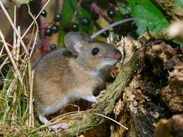 Attēlu rezultāti vaicājumam “Apodemus flavicollis”