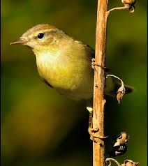 Image result for Phylloscopus ibericus