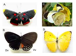 Attēlu rezultāti vaicājumam “Riodinidae”