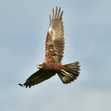 Attēlu rezultāti vaicājumam “Circus aeruginosus”