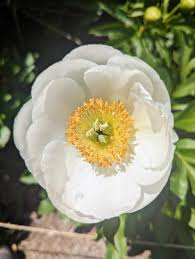 Attēlu rezultāti vaicājumam “Paeoniaceae”