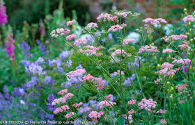 Attēlu rezultāti vaicājumam “Pimpinella major”
