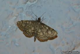 Attēlu rezultāti vaicājumam “Anania stachydalis”