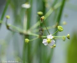 Attēlu rezultāti vaicājumam “Alisma gramineum flower”