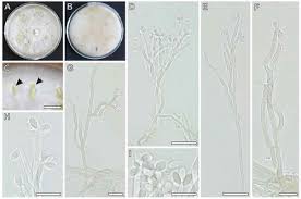 Attēlu rezultāti vaicājumam “Hypoxylon fragiforme / howeianum”