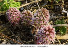 Attēlu rezultāti vaicājumam “Petasites hybridus flower”
