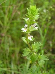 Image result for Euphrasia stricta
