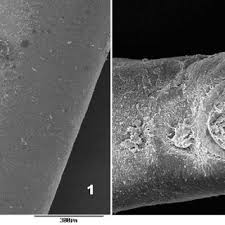 Attēlu rezultāti vaicājumam “Gordius aquaticus”