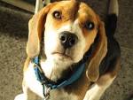 File:Beagle Face.JPG - Wikimedia Commons