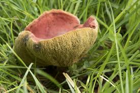 Attēlu rezultāti vaicājumam “Xerocomus rubellus”