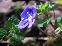 Attēlu rezultāti vaicājumam “Veronica filiformis”